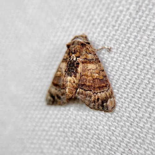 Chlumetia transversa