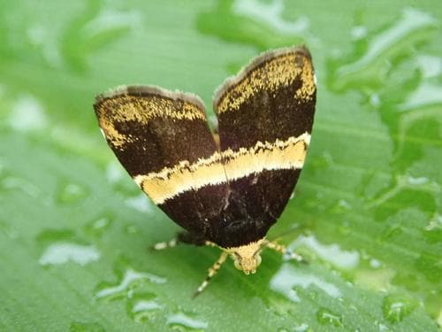 Yellow-striped Choreutis