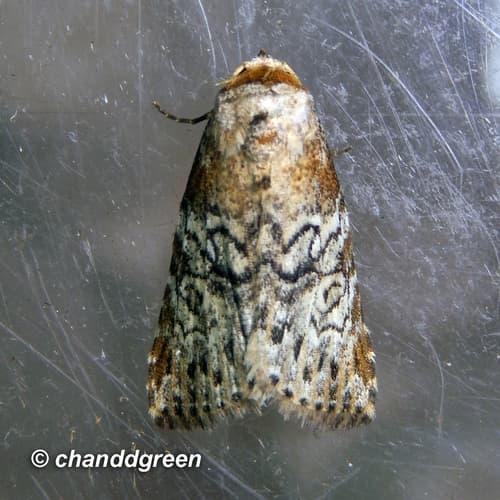 No widely accepted common name