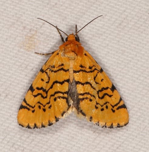 Black-lined Chrysoecia