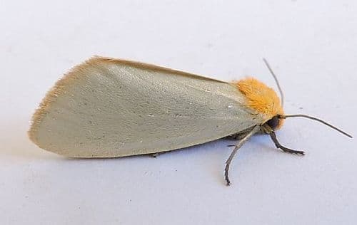 Orange-headed Moth