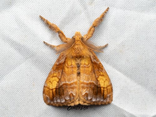 Locuples Tussock Moth