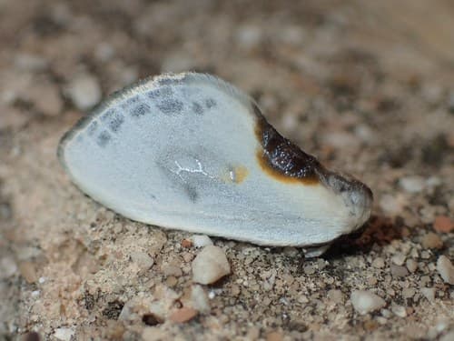Spanish Frosted Hook-tip