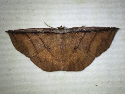 White-edged Geometer