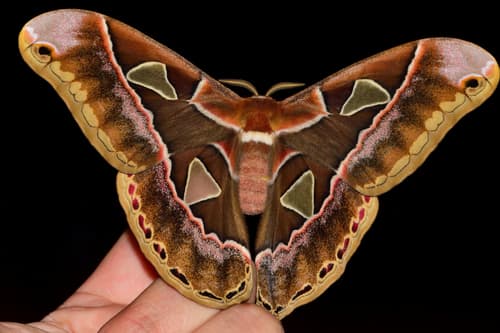 Cincta Silk Moth