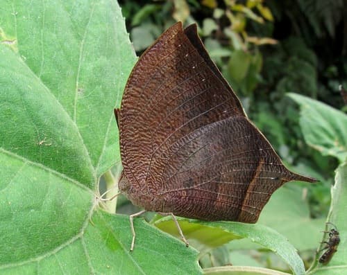 Cindy's Leafwing