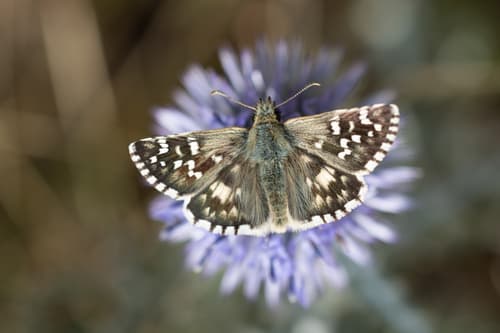 Cinquefoil Skipper