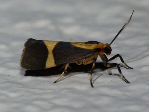 Many-zoned Lichen Moth