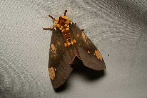 Hamifera Royal Moth