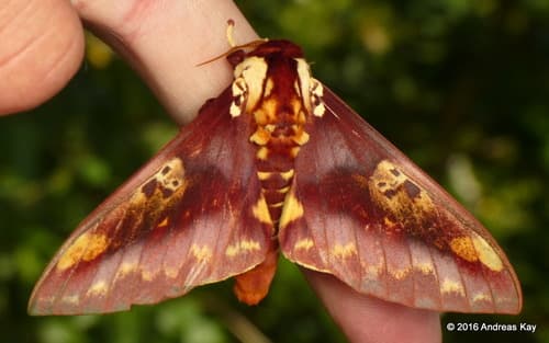 Phoronea Royal Moth
