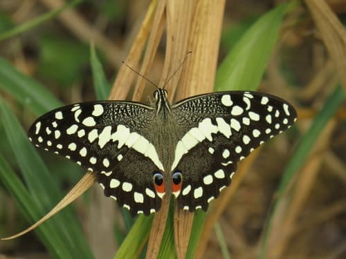 Citrus Swallowtail