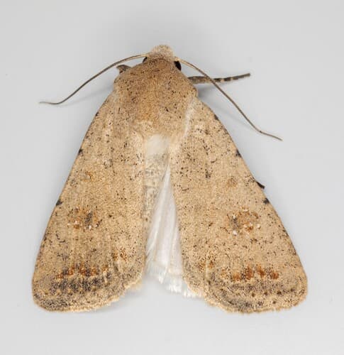 Civil Rustic Moth
