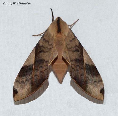 Two-lined Clanis Hawkmoth