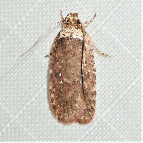 Clemens' Agonopterix