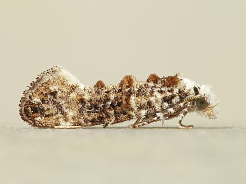 Clemens' Bark Moth