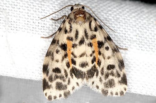 Leopard Lichen Moth