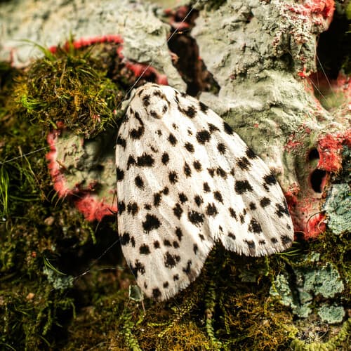 Panther Lichen Moth
