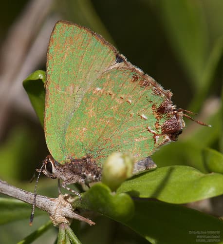 Clench's Greenstreak