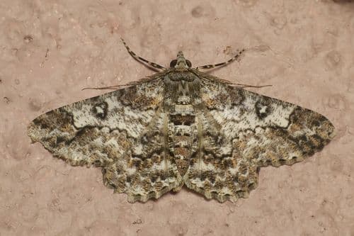 Alienaria Moth