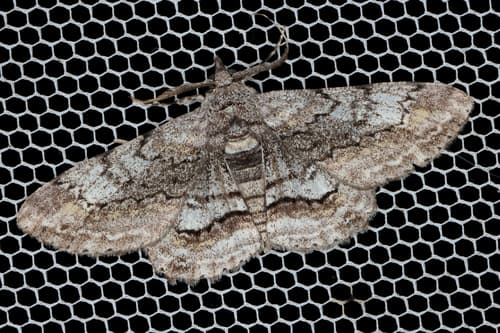 No widely accepted common name