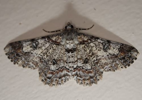 None widely accepted