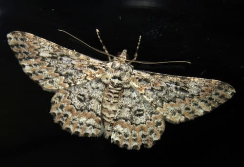 Cleora sabulata