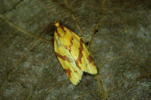 Pale Tortrix