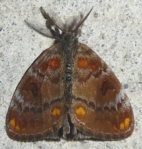 Turbata Tussock Moth
