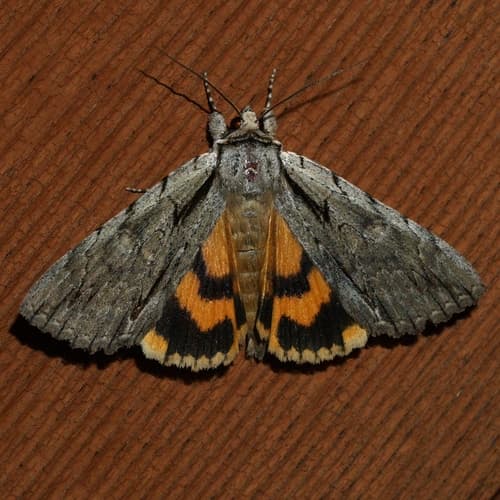 Clinton's Underwing