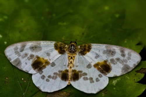 Clouded Magpie