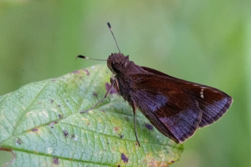 Clouded Skipper
