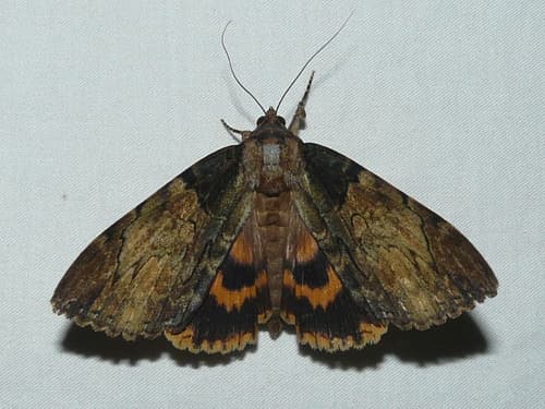 Clouded Underwing
