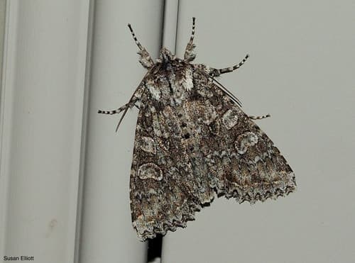Cloudy Arches Moth