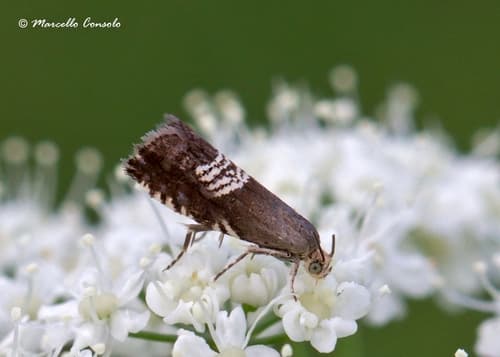 Clover Seed Moth
