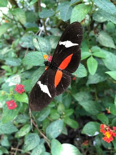 Clysonymus Longwing
