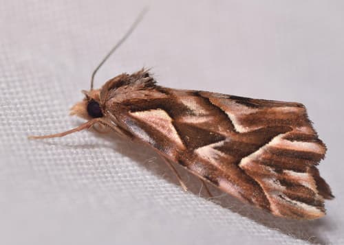 Clytoscopa iorrhoda
