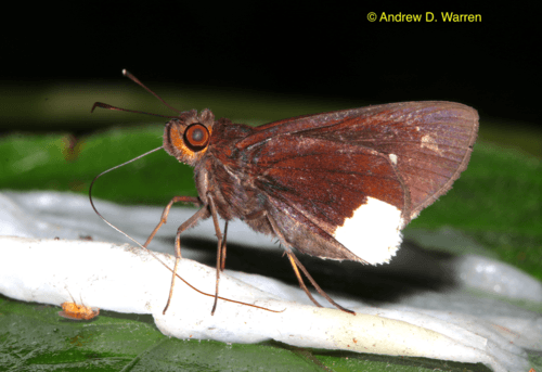 Virbius Skipper