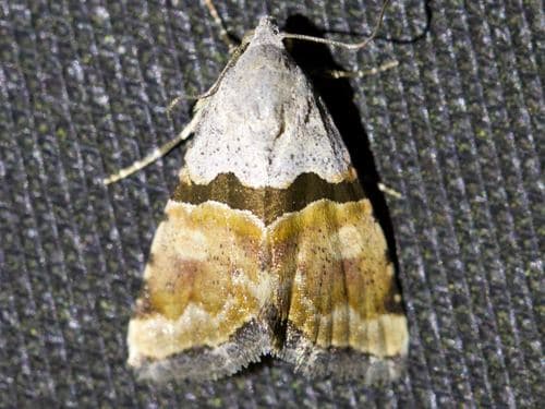 Orthozona Moth