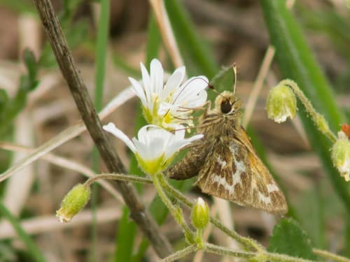 Cobweb Skipper
