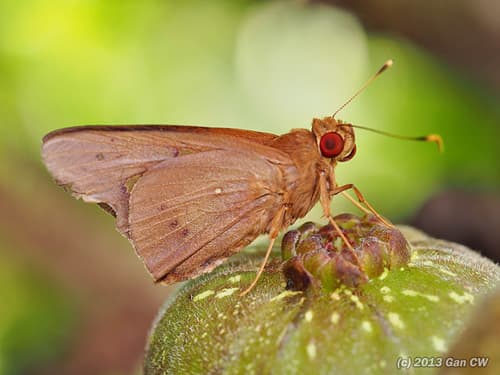 Coconut Skipper