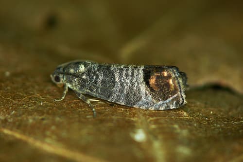 Codling Moth