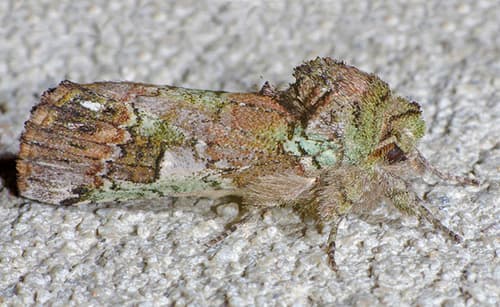 Green-patched Prominent