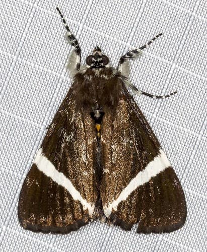 Coenotoca subaspersa