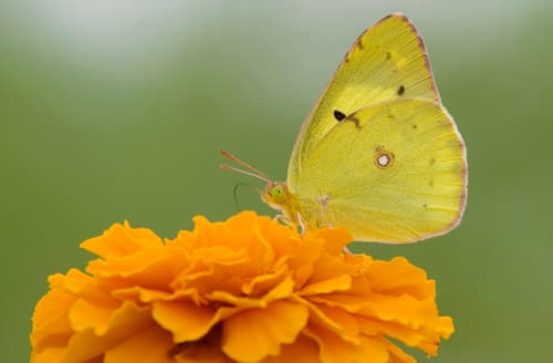 Eastern Pale Clouded Yellow