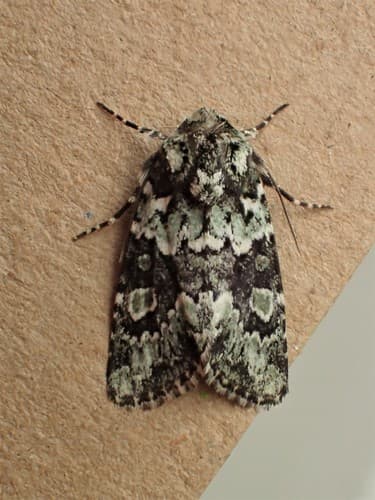 Collared Arches Moth