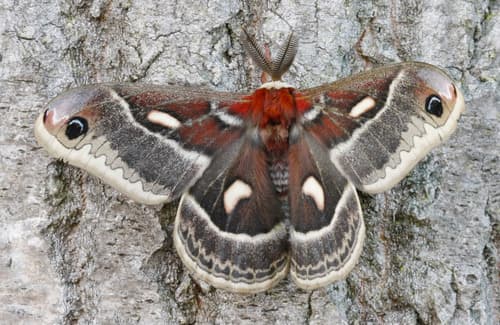 Columbia Silk Moth