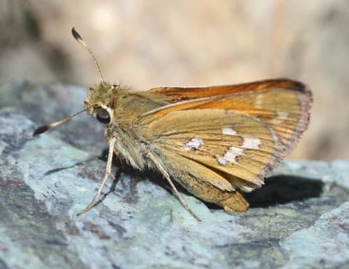 Columbian Skipper