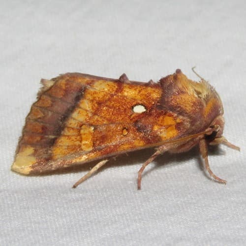 Columbine Borer Moth