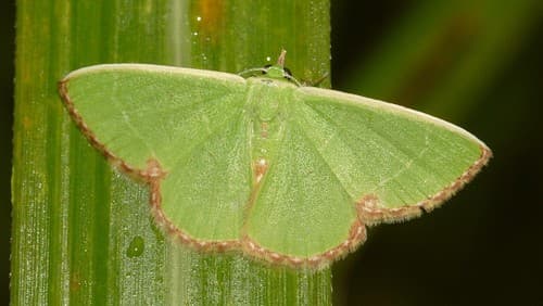 Wavy-lined Emerald