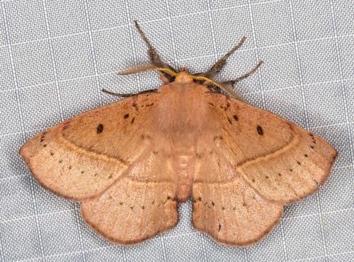 Common Anthelid Moth